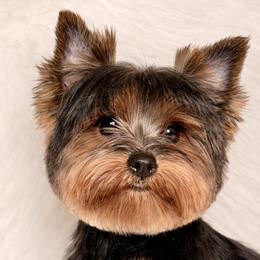 Bentley - Black and gold male Yorkshire Terrier puppy in Houston, Texas from York-Chi House