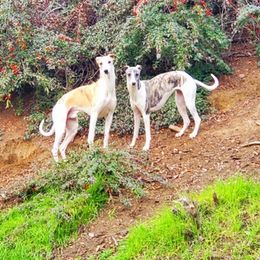 Whippets from Sunrise Farm