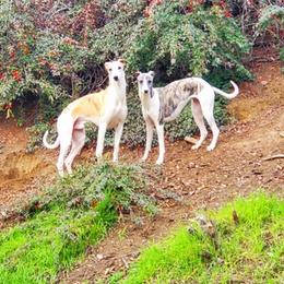 Whippets from Sunrise Farm
