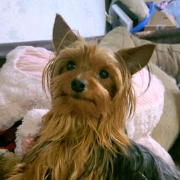 Bear - Yorkshire Terrier