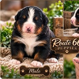 Boy 1 - Black rust and white male Bernese Mountain Dog puppy in Delphos, Ohio from Route 66 Puppies
