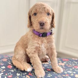 Harmony Bear- Light Purple Collar - Apricot female Goldendoodle puppy in Bay City, Texas from Charming Doods Goldendoodles