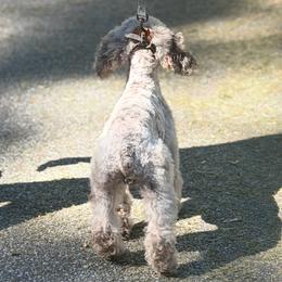 Old English Sheepdog, Poodle, Sheepadoodle, and Yorkipoo All Grown Up from Love Tallulah Sheepadoodles LLC