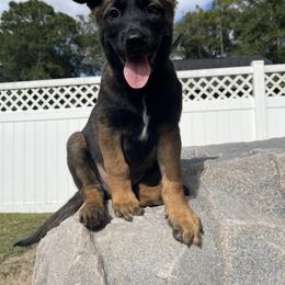 Belgian Malinois Puppies from Klaus K-9 Training LLC