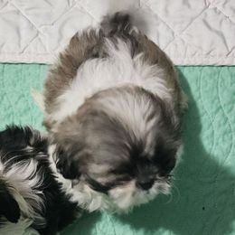 Twinkie - Black gold and white female Shih Tzu puppy in Carthage, Missouri from Cooley's Cuddle Pups