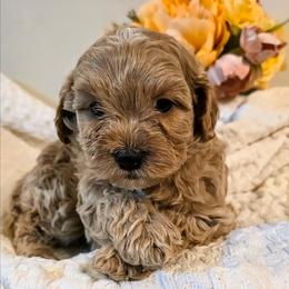 Sawyer - Apricot male Cavapoo puppy in Gunnison, Utah from Curls and Camo Pups