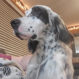 English Setter, Golden Retriever, and Gordon Setter All Grown Up from Katherine's Gordon Setters, English Setters, and Golden Retrievers