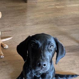 Labrador Retrievers from J&G Consulting