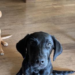 Labrador Retrievers from J&G Consulting