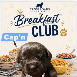 Captain - Brown male Newfoundland puppy in Saukville, Wisconsin from Crossroads Canines ~ Newfoundland Dogs