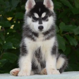 Siberian Husky Puppies from Shawna Wells