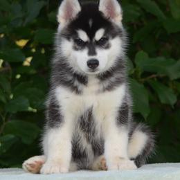 Siberian Husky Puppies from Shawna Wells