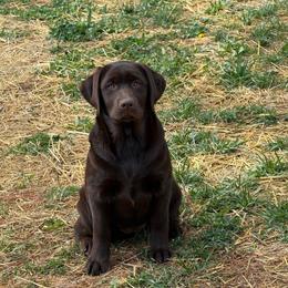 Breezy - Chocolate female Labrador Retriever puppy in Clinton, Tennessee from Summer Rose