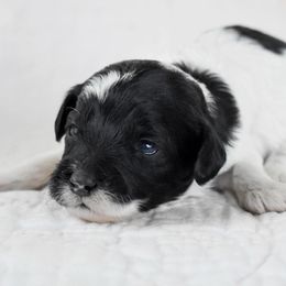 Bollywood - Black white and tan female Cockapoo puppy in Ellensburg, Washington from Dawn to Dusk Cockapoos