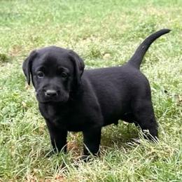 Onyx - Black male Labrador Retriever puppy in Rock Hill, South Carolina from North Star Retrievers