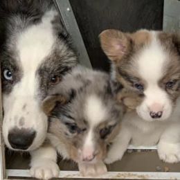 American Corgis, Cardigan Welsh Corgis, Dachshunds, and Pembroke Welsh Corgis from Dream Giver Corgis