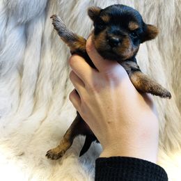 Yorkshire Terrier Puppies from Baby doll face yorkies