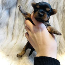 Yorkshire Terrier Puppies from Baby doll face yorkies