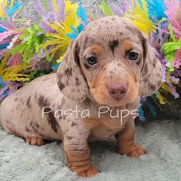 Dachshund puppies from Pasta Pups Miniature Dachshunds