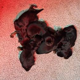 Boy1 - Black and mahogany male Rottweiler puppy in Bartonsville, Pennsylvania from Karol's Rottweilers