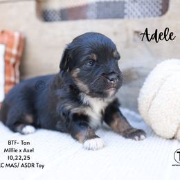 Adele- BTF- Minimal white - Black tri female Miniature American Shepherd puppy in Nacogdoches, Texas from TK Standard, Mini, & Toy Aussies