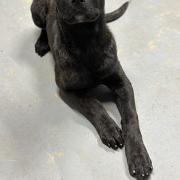 Dutch Shepherd Puppies from Westberg Working Dogs