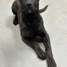 Dutch Shepherd Puppies from Westberg Working Dogs