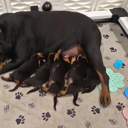 Rottweiler puppies from Nightfall Reverie Rottweilers