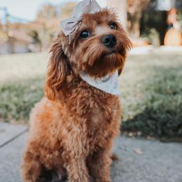 Rosy - Cavapoo