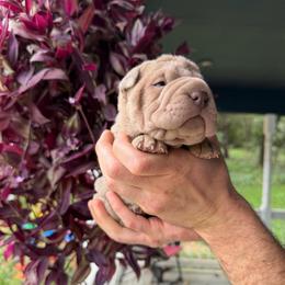 Solstice - Lilac dilute female Chinese Shar-Pei puppy in Auburn, Kansas from Justin's Chinese Shar-Pei