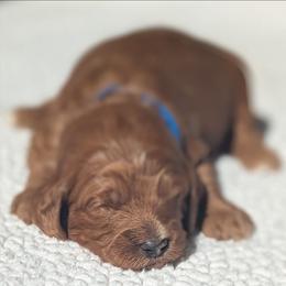Blue - Red  male Goldendoodle puppy in Connecticut from Valley View Doodles