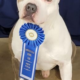 American Staffordshire Terriers from FireWater Kennels