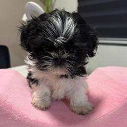 Lucy - Black and white female Shih Tzu puppy in Azusa, California from RJ Shih Tzu lover