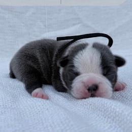 Obsidian - Blue male Boston Terrier puppy in West Jefferson, Ohio from Kline Kennels