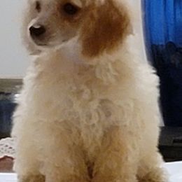Poodle Puppies from Tlc babies