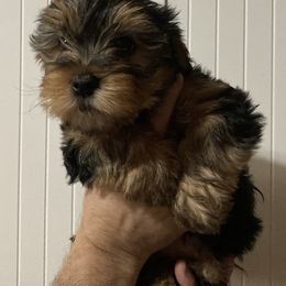 Assorted Doodle Crosses, Double Doodle, Maltipoo, Morkie, and Yorkipoo Puppies from Danza Bolo