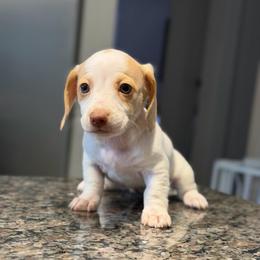 Possible Blue Eyes Extreme Choc Based Red Dapple Piebald Female - Dapple female Dachshund puppy in Horizon City, Texas from Micah's Minis