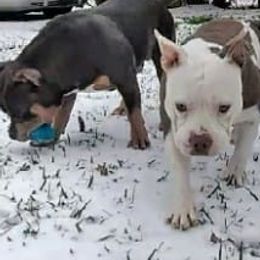 American Bullies from Voodoo Productions