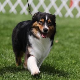 Meme - Australian Shepherd