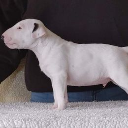 Bull Terrier Puppies from Old England Bull Terriers