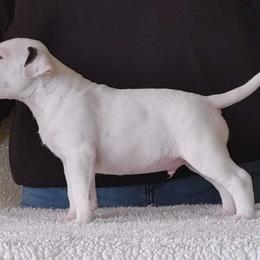 Bull Terrier Puppies from Old England Bull Terriers