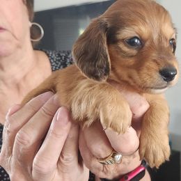 Girl 3 - Red Dachshund puppy in Phoenix, Arizona from Jennifer's Guardian Doxies