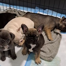 French Bulldog Puppies from Melvin's Frenchies