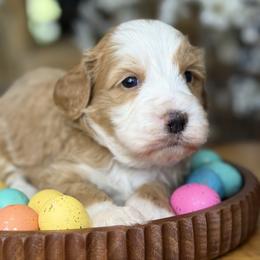 Bear - Blue boy - Brown and white male Bernedoodle puppy in Yuciapa, California from AlltheDoodlez_