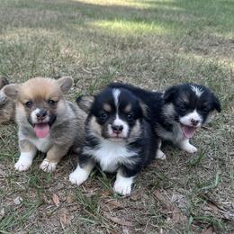 Girl 2 - Red female Pembroke Welsh Corgi puppy in Ocala, Florida from Rivermont Farm