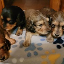 Dachshund Puppies from CLARK'S BREEDING PROGRAM