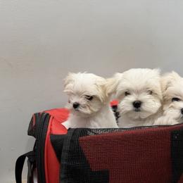 Green - White male Maltese puppy in Anderson, South Carolina from Blossoming Gem’s Maltese