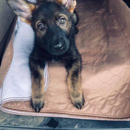 German Shepherd Puppies from Alte Schule Shepherds