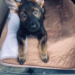 German Shepherd Puppies from Alte Schule Shepherds