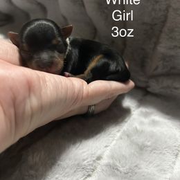 White Collar - Black and tan female Yorkshire Terrier puppy in Salem, Illinois from Partin’s Yorkies
